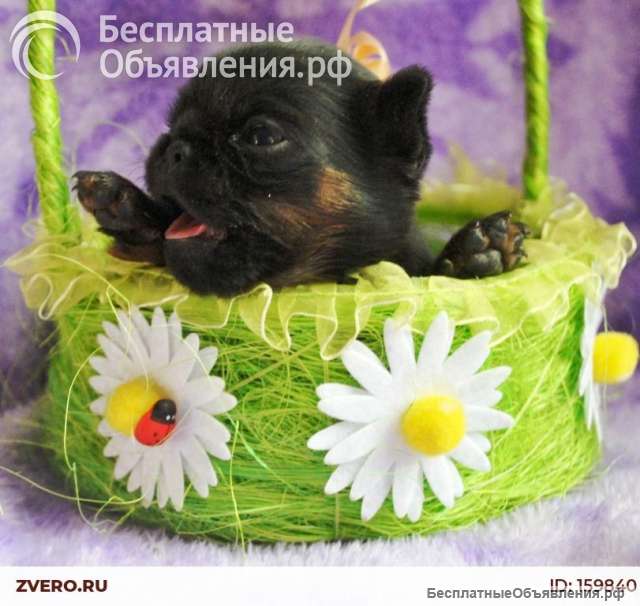 Мальчик пти-брабансон