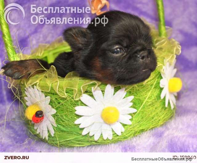 Мальчик пти-брабансон