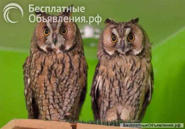 Совы ручные домашние