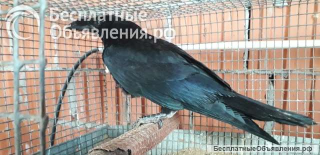 ВОроны чёрные молодые