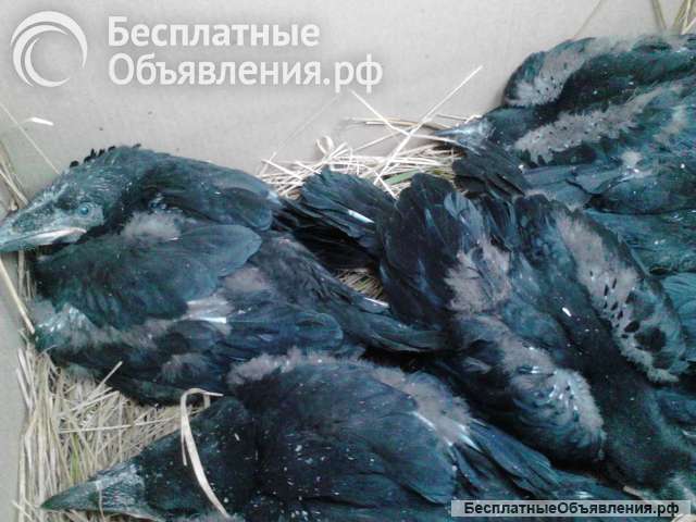 ВОроны чёрные молодые