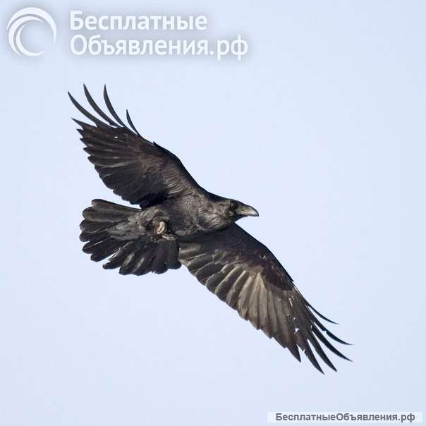 ВОроны чёрные молодые