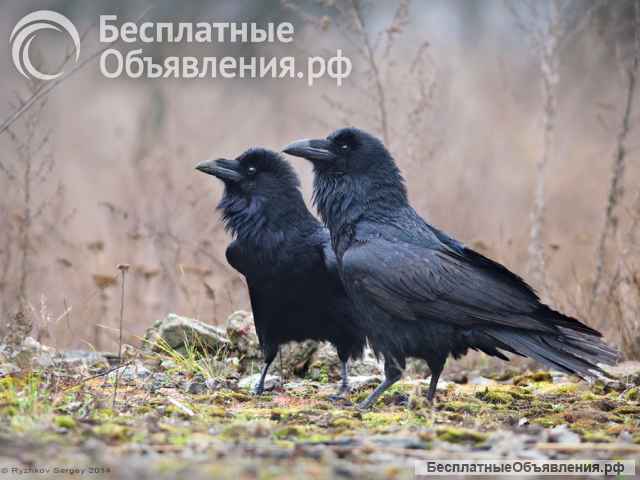 ВОроны чёрные молодые