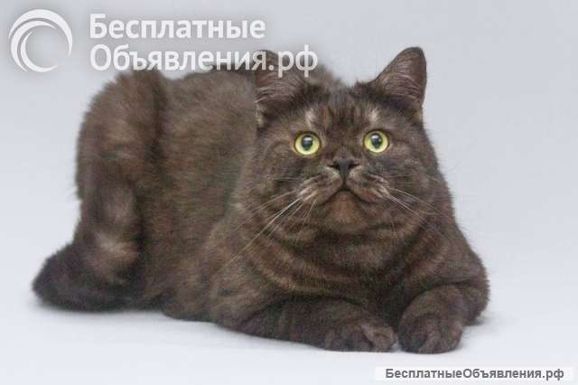 Котик Агат ищет доброе сердце