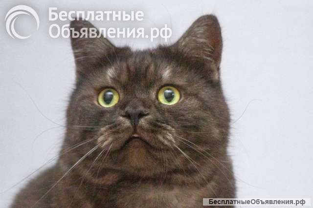 Котик Агат ищет доброе сердце