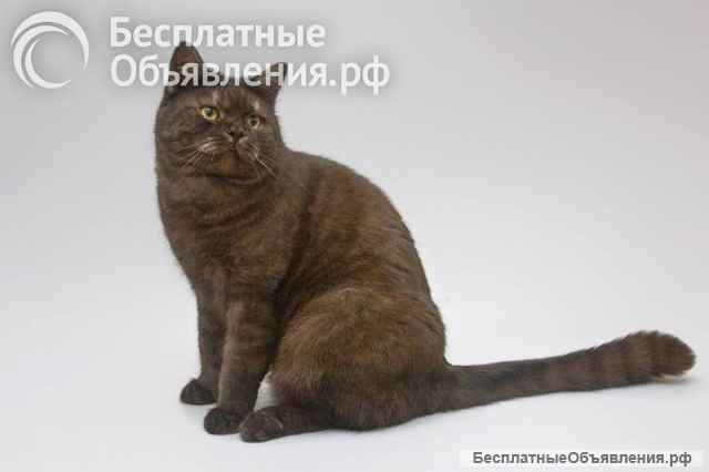 Котик Агат ищет доброе сердце