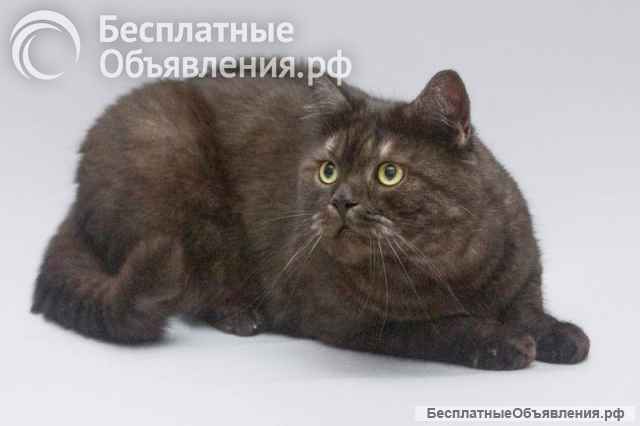 Котик Агат ищет доброе сердце