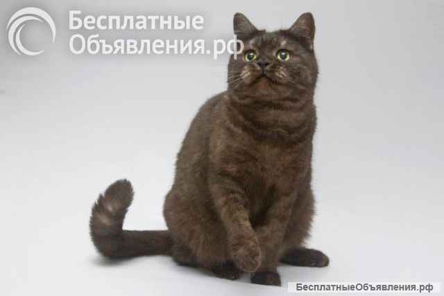 Котик Агат ищет доброе сердце
