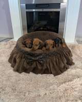Карликовые короткошерстные таксы