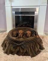 Карликовые короткошерстные таксы