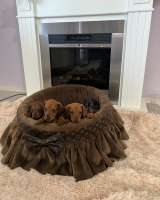 Карликовые короткошерстные таксы