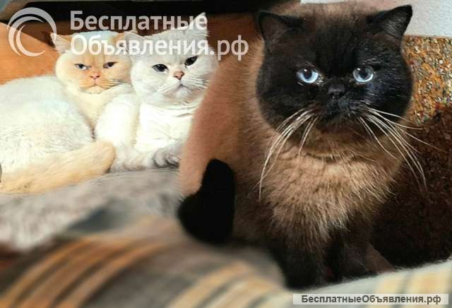 Британские короткошёрстные котята на продажу