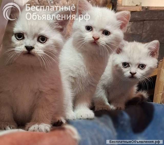 Британские короткошёрстные котята на продажу