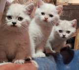Британские короткошёрстные котята на продажу