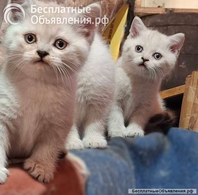 Британские короткошёрстные котята на продажу