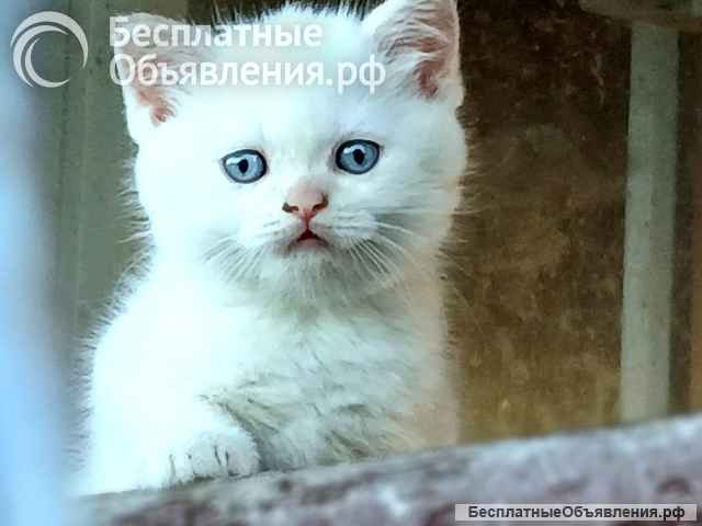Британские короткошёрстные котята на продажу