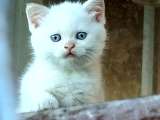 Британские короткошёрстные котята на продажу