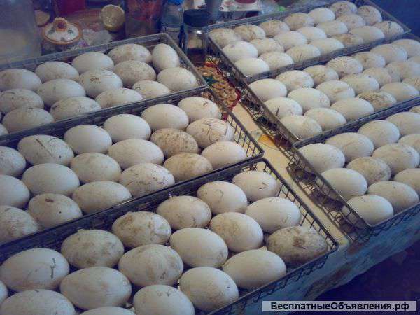 Гусиное инкубационное яйцо