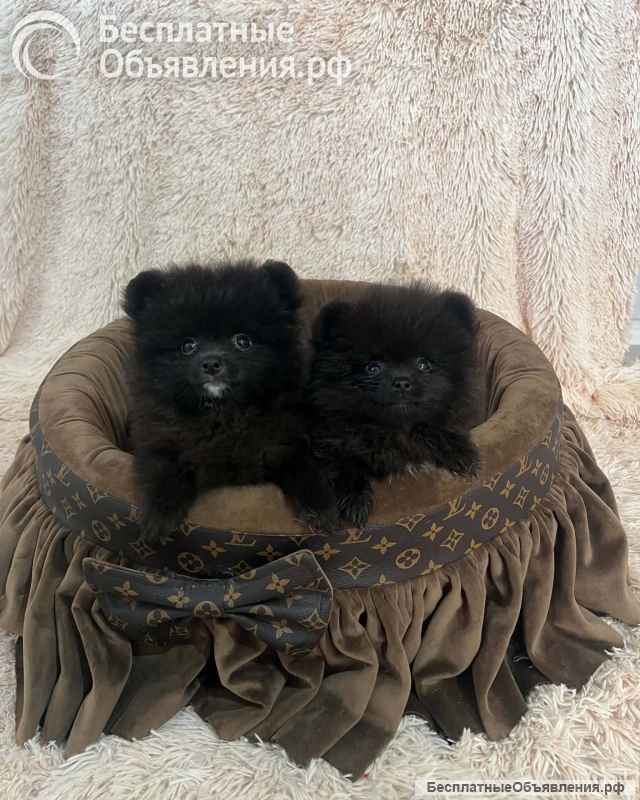 Померанские шпицы высшего качества