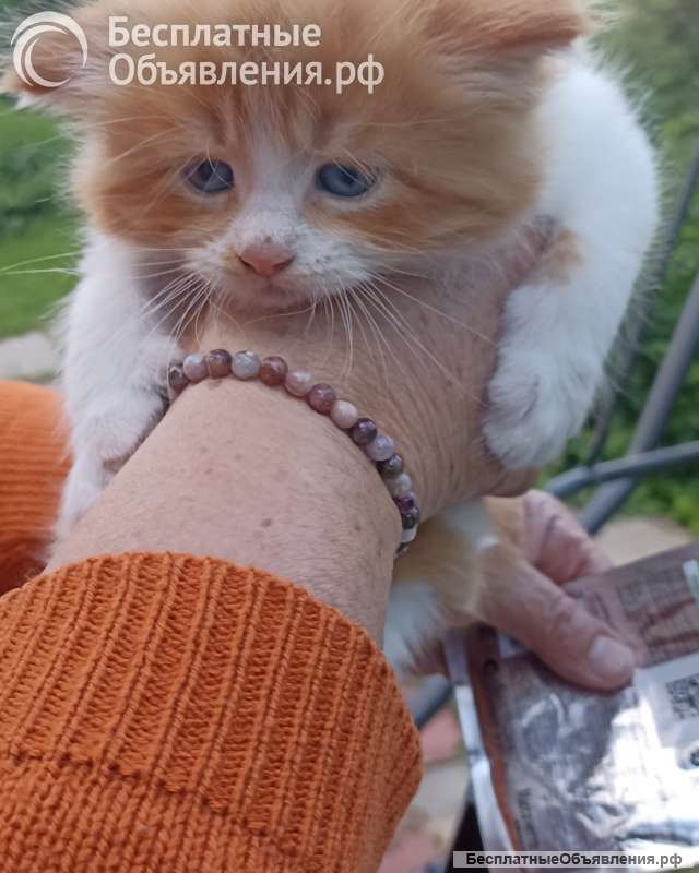 Котята Мейн-кун