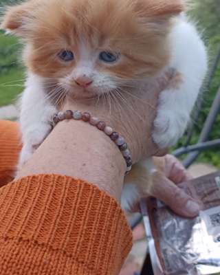 Котята Мейн-кун