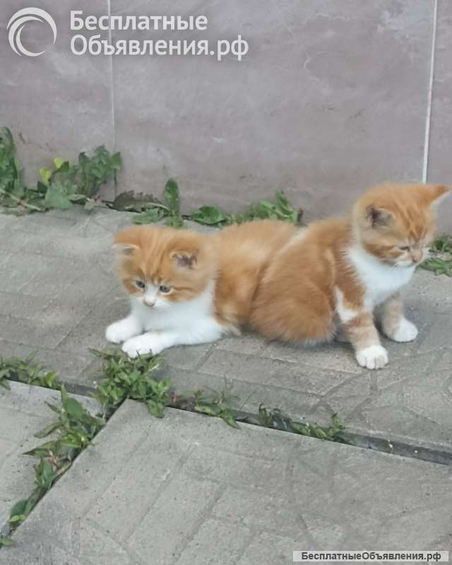 Котята Мейн-кун