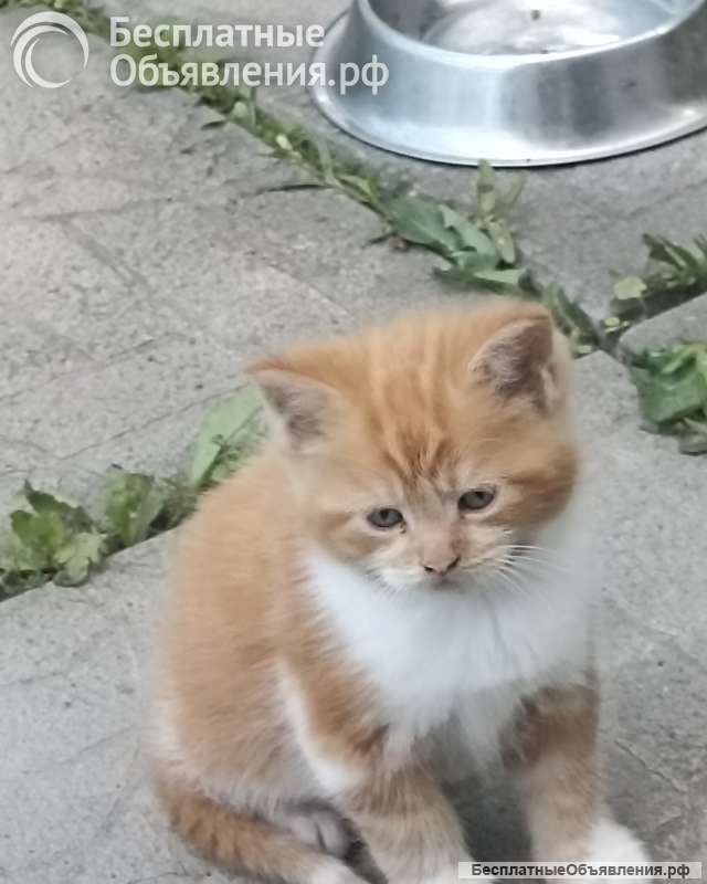 Котята Мейн-кун