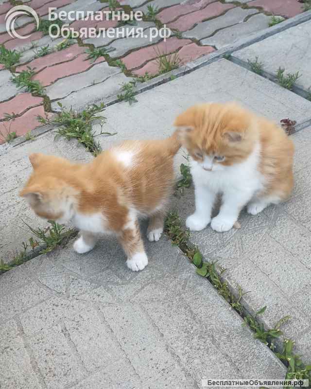 Котята Мейн-кун
