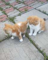 Котята Мейн-кун