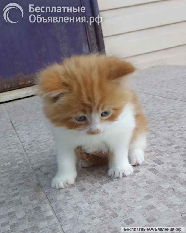 Котята Мейн-кун