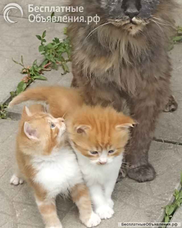 Котята Мейн-кун