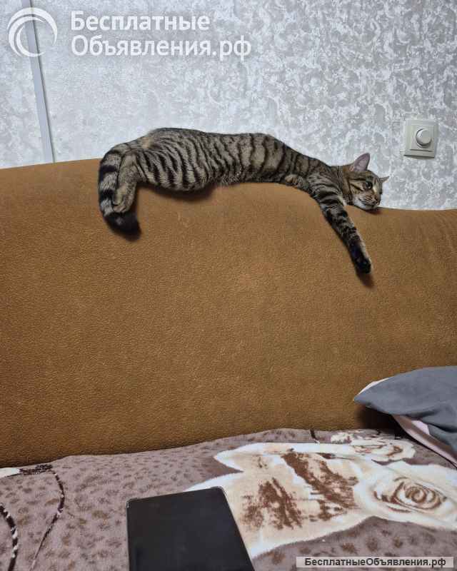 Новогоднее Чудо ищет дом