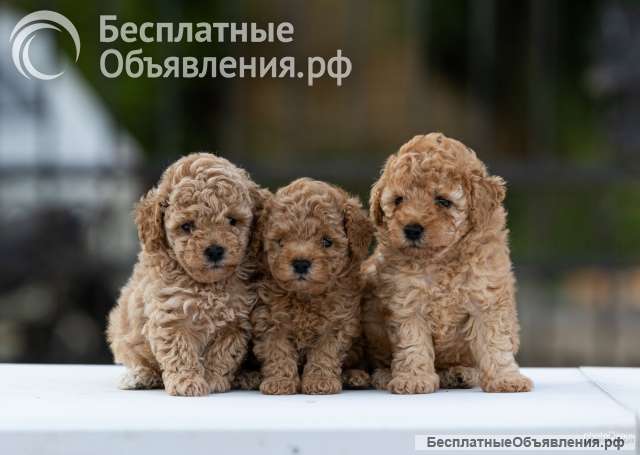Той-пудель щенки
