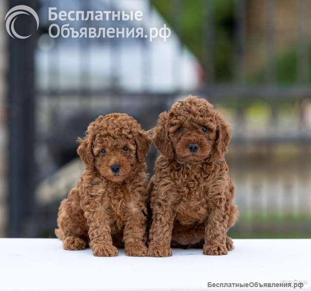 Той-пудель щенки