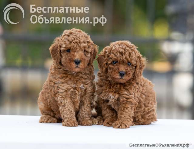 Той-пудель щенки