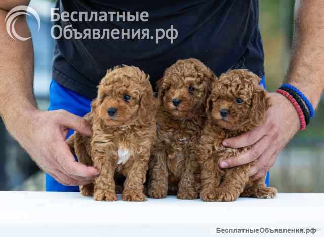 Той-пудель щенки