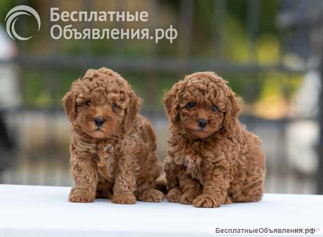 Той-пудель щенки