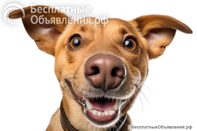 Фотографии собак