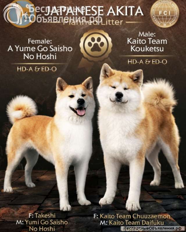 Akita Inu Красивые щенки