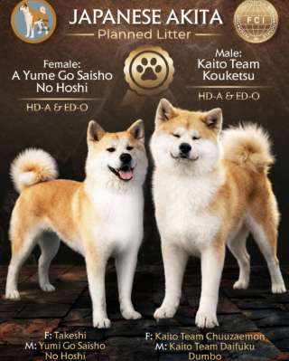 Akita Inu Красивые щенки
