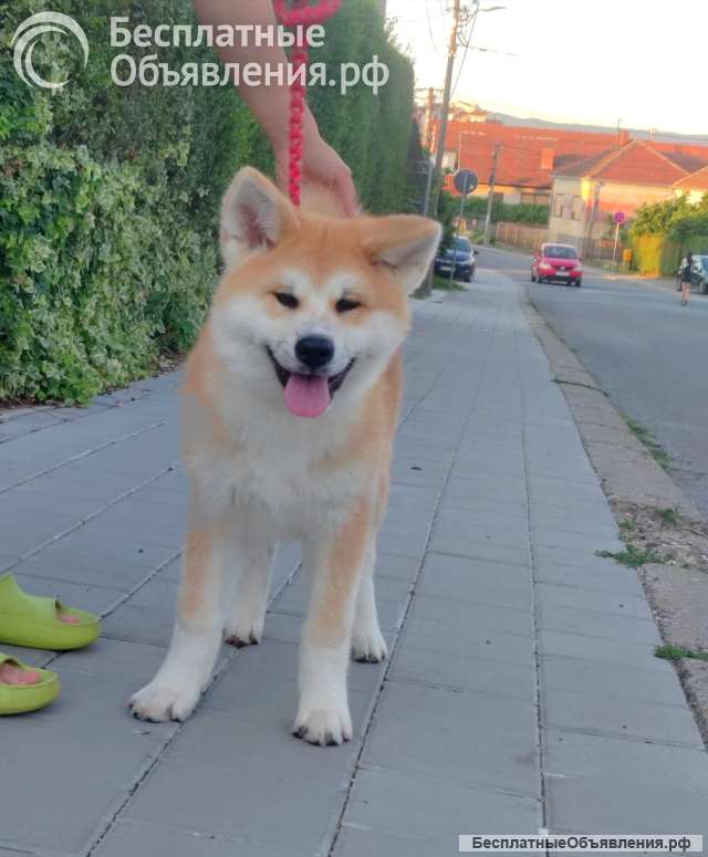 Akita Inu Красивые щенки