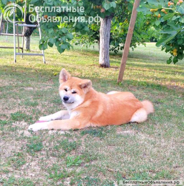 Akita Inu Красивые щенки