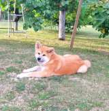 Akita Inu Красивые щенки