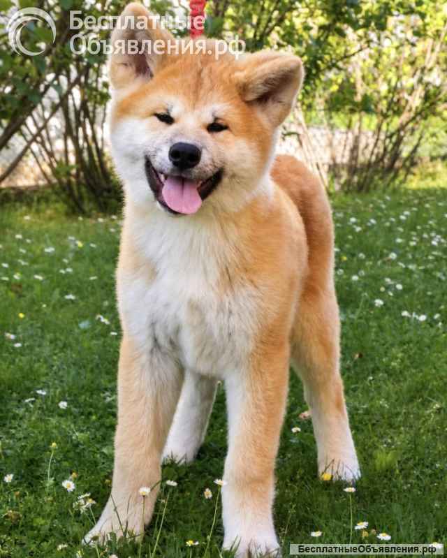 Akita Inu Красивые щенки