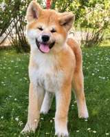 Akita Inu Красивые щенки
