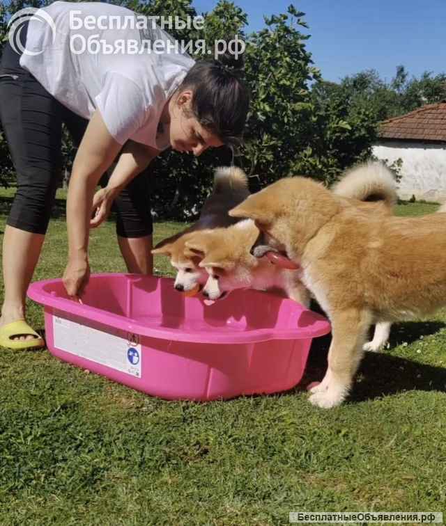 Akita Inu Красивые щенки