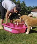 Akita Inu Красивые щенки