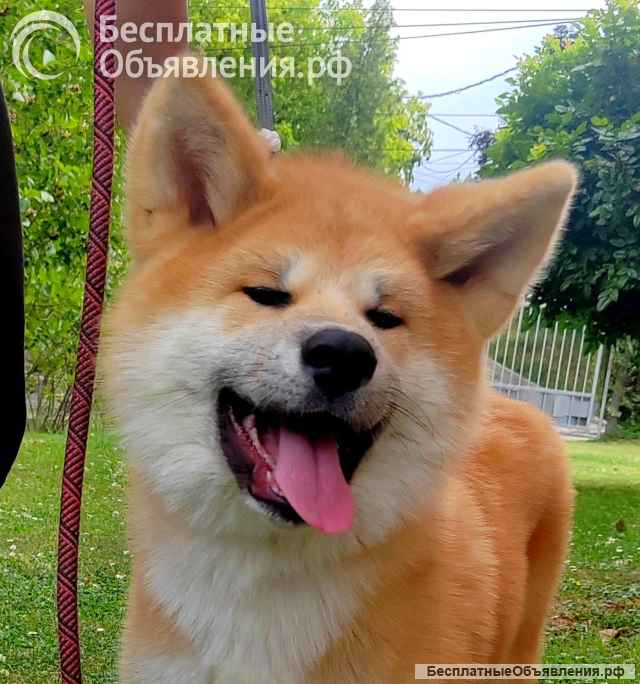 Akita Inu Красивые щенки
