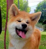 Akita Inu Красивые щенки