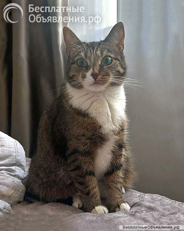 Соня. Кошка, которую предали дважды